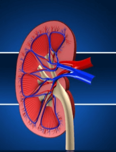 diabetes and kidney health