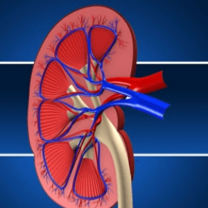 diabetes and kidney health